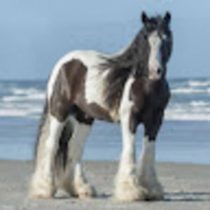 Meet your Posher, Saylor